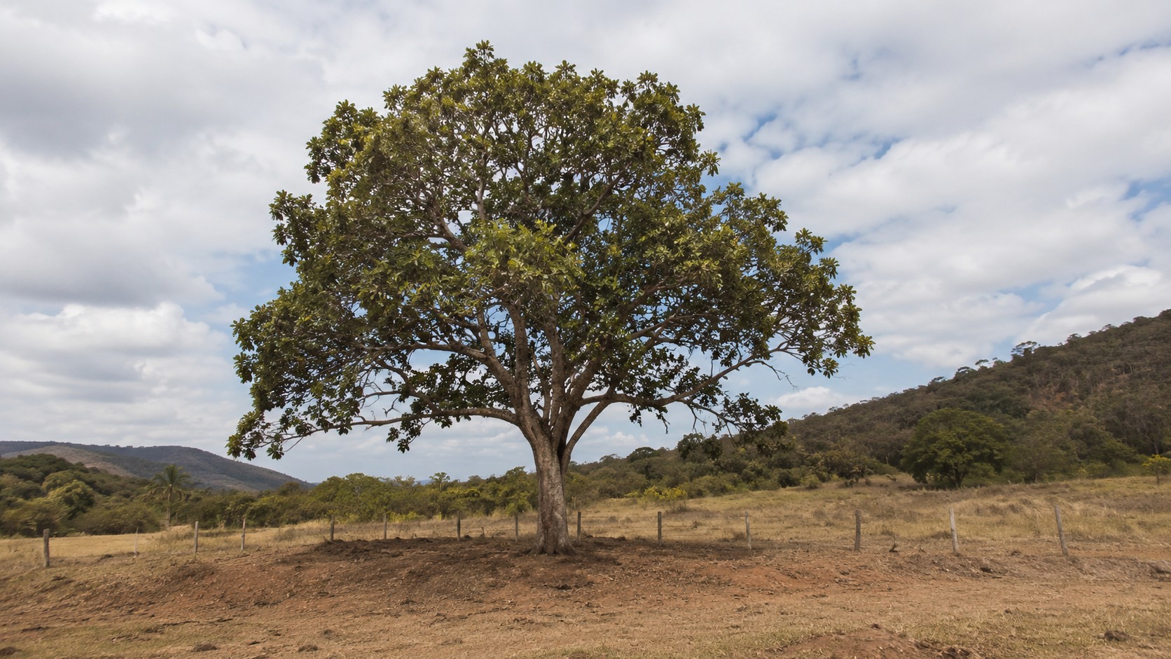 Árvore sozinha em campo, para a qual se analisa a possibilidade de intervenção ambiental e supressão de vegetação.