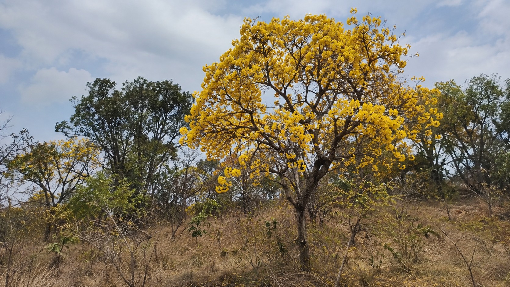 Ipê Amarelo, árvore imune a corte em Minas Gerais.